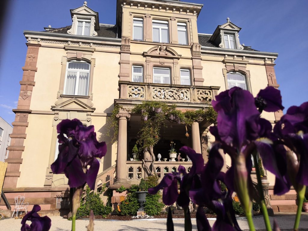 Les Iris du castelnau