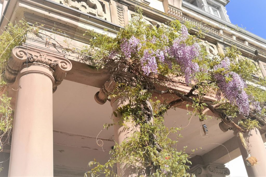 Les senteurs du jardin