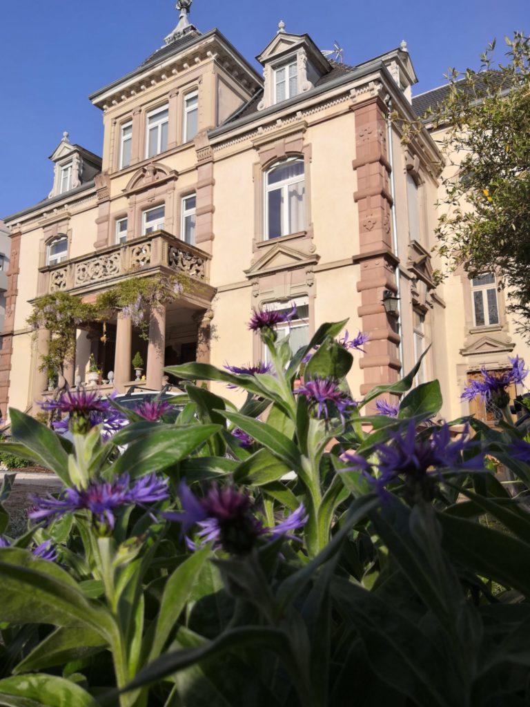 Les bleuets du Castelnau