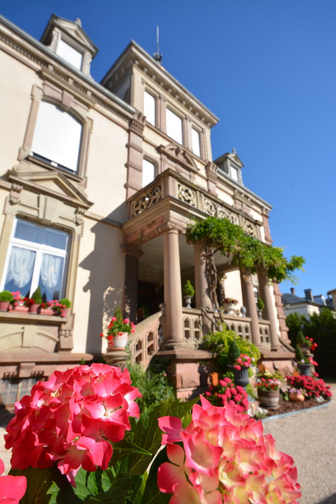 Les hortensias du Castelnau