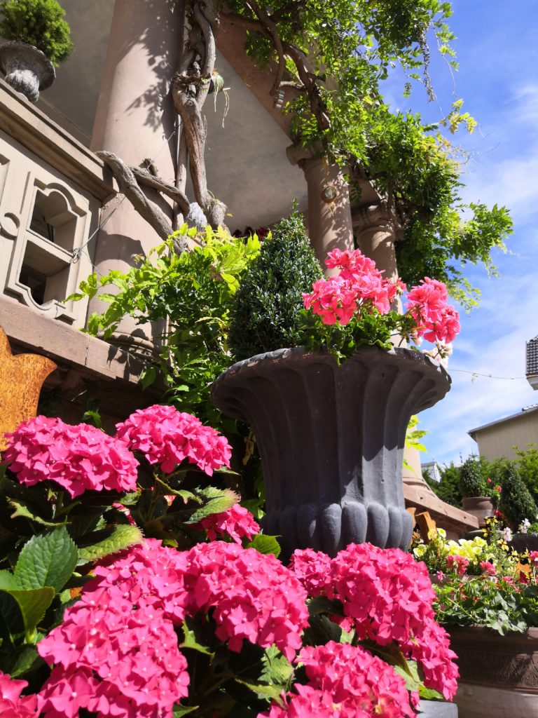 Les hortensias du Castelnau
